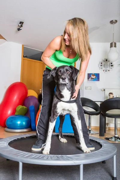 therapist and dog on a mini-trampoline