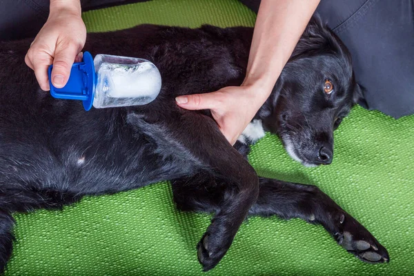 Cane Trattato Con Crioterapia — Foto Stock