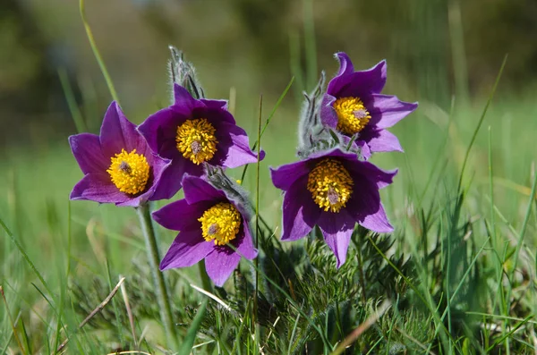 Groep Van Paarse Pasque Bloemen Het Vroege Voorjaar — Stockfoto