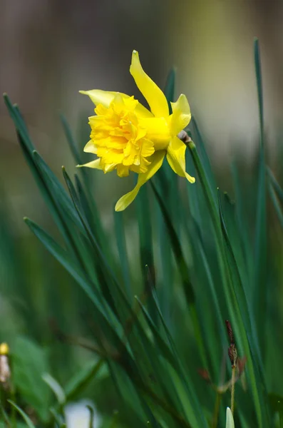 Imagem Vertical Uma Flor Brilhante Brilhante Narciso — Fotografia de Stock