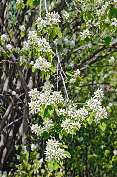 Blühender Zweig Einer Baumschattenbeere Auf Einem Hintergrund Schattenbeerenstamm Und Äste — Stockfoto