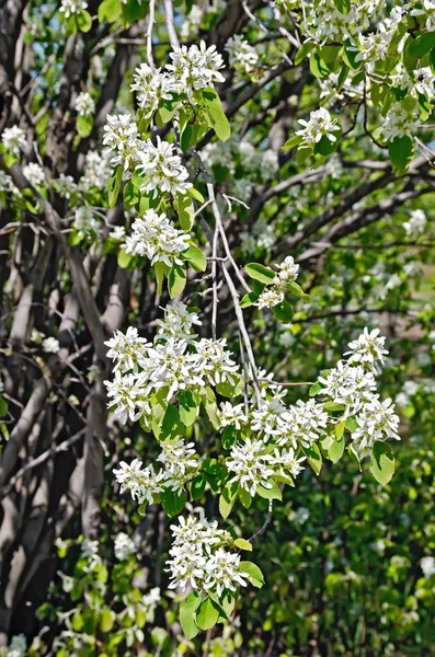 背景沙莓树干和树枝上的树沙莓开花分支 — 图库照片