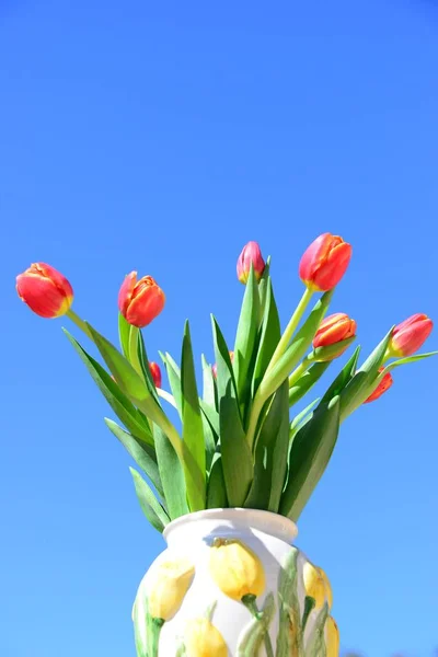 Fiori Tulipani Petali Flora Primaverile — Foto Stock