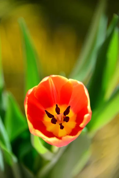 Тюльпани Квіти Флора Навесні — стокове фото