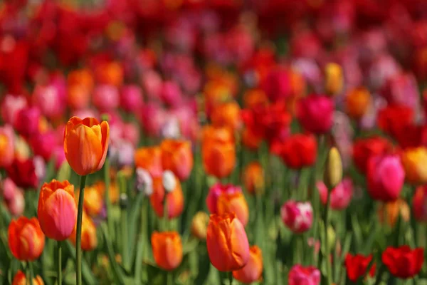 Fleurs Tulipes Flore Printemps — Photo