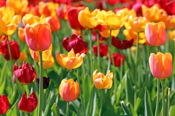 Tulipány Žhnoucí Žlutou Růžovou Červenou — Stock fotografie