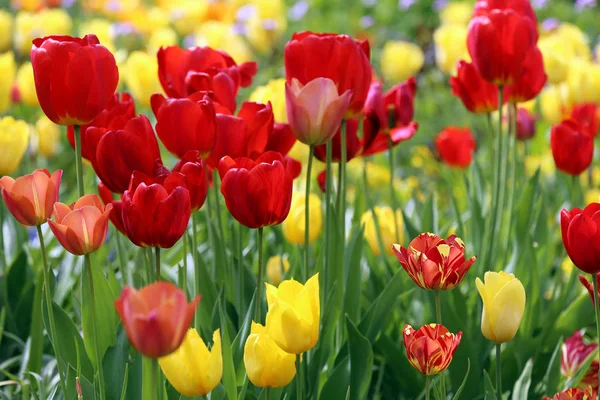 Krásné Tulipány Květiny Flóra Jaře — Stock fotografie