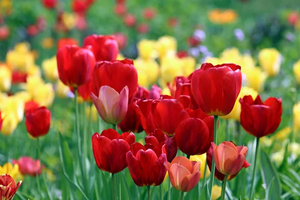 Tulipány Různých Odstínech Červené — Stock fotografie