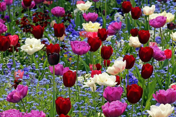 Bei Fiori Tulipani Flora Primavera — Foto Stock