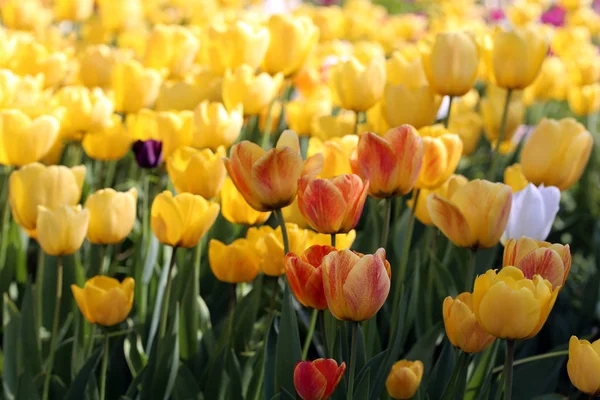 Żółte Tulipany Falangowe Czerwonawymi Towarzyszami — Zdjęcie stockowe