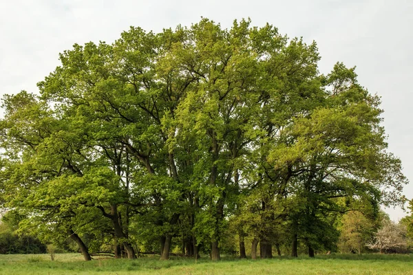 Malerischer Blick Auf Die Natur — Stockfoto