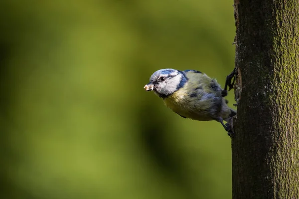 Teta Azul Cyanistes Caeruleus Image —  Fotos de Stock