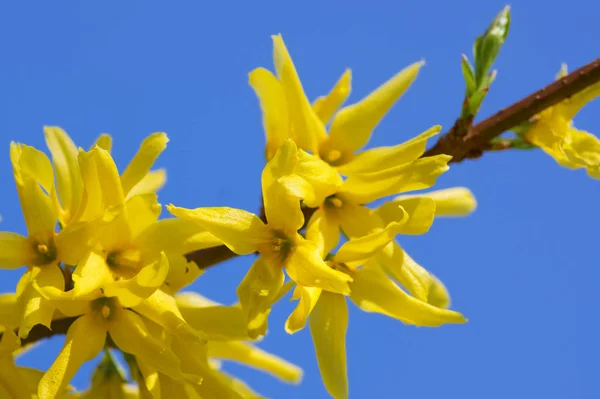 Flores Amarillas Una Joven Mujer Con Flor —  Fotos de Stock