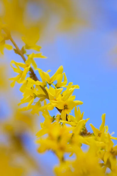 Gula Blommor Bakgrund Blå Himmel — Stockfoto