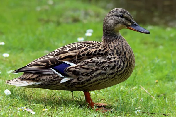 Hona Gräsänder Anas Platyrhynchos Som Närbild — Stockfoto