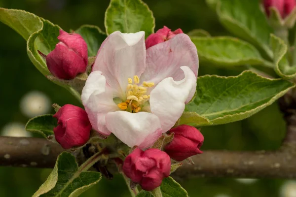 枝にりんごの花を咲かせ — ストック写真