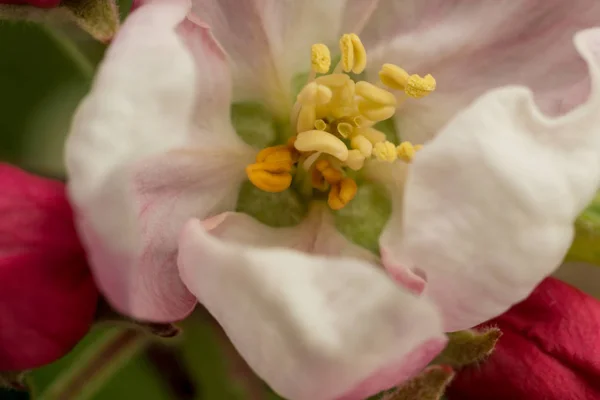 Macro Uma Flor Maçã — Fotografia de Stock