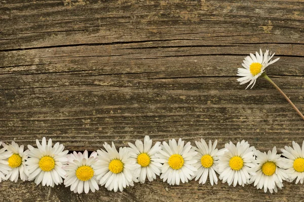 木木板上的雏菊 — 图库照片