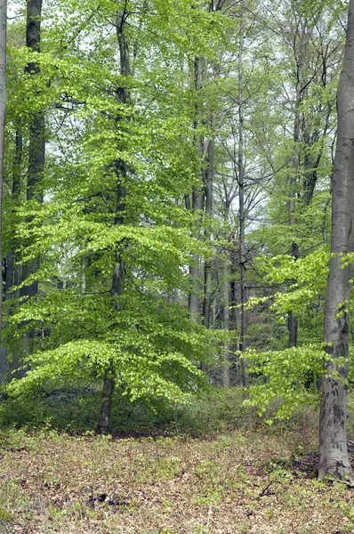 Floresta Primavera — Fotografia de Stock