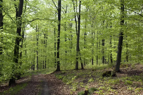 Pad Het Bos — Stockfoto