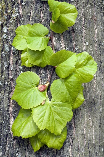 Зелене Листя Дерев Яному Фоні — стокове фото