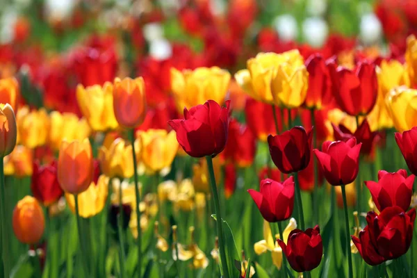 Tulipány Žhnoucí Sytě Červené Jasně Žluté — Stock fotografie