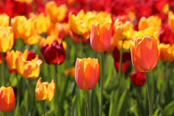 Güzel Bahar Laleleri Çiçekler Flora — Stok fotoğraf