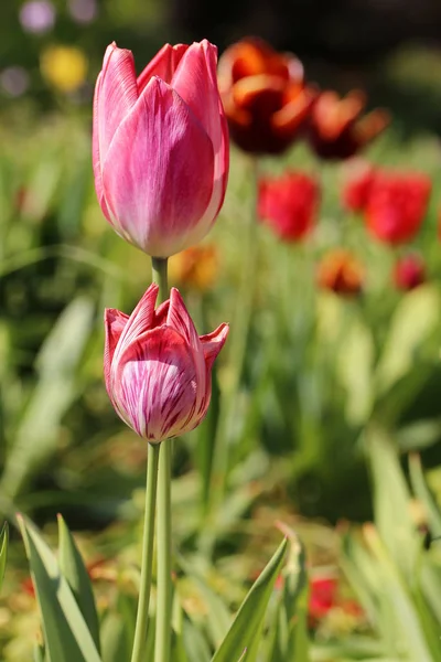 Lindas Flores Tulipas Flora Primavera — Fotografia de Stock