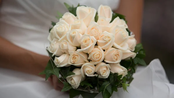 Weiße Rosen Blumen Blütenblätter — Stockfoto