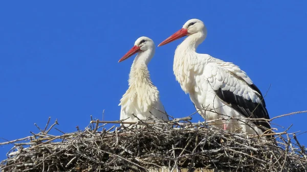 Cigognes Dans Nid — Photo