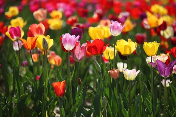 Tulpaner Blommor Flora Våren — Stockfoto