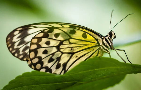 나무늘보 Dea Leuconoe — 스톡 사진