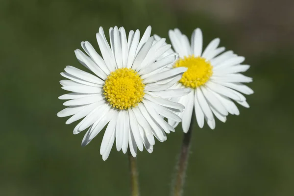 Marguerites Fleurs Champ Dans Prairie — Photo