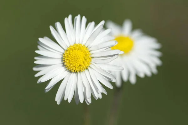Margaridas Flores Flores Brancas — Fotografia de Stock