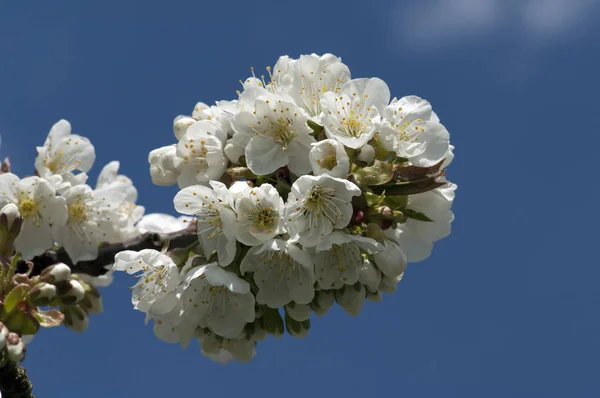 Blühender Apfelbaum Frühling — Stockfoto