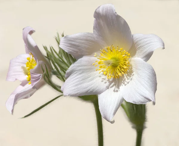 Bel Colpo Botanico Carta Parati Naturale — Foto Stock