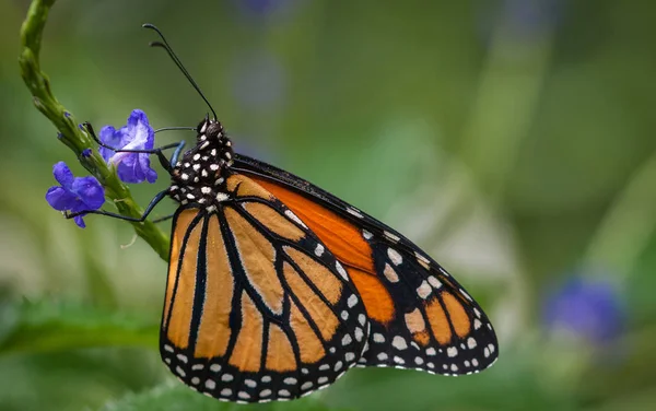 Farfalla Monarca Danaus Plexippus Farfalla — Foto Stock