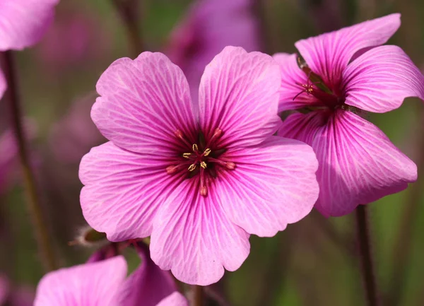 Kraanvogel Paarse Bloemen Bloemblaadjes Flora — Stockfoto