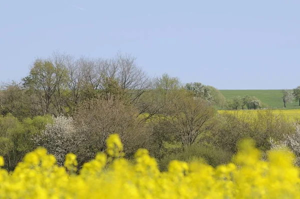 Landschaft Landwirtschaft Rapsfeld Gelbe Flora — Stockfoto