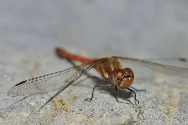 Insetti Libellula Flora Fauna — Foto Stock