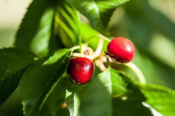 Cerezas Dulces Prunus Avium — Foto de Stock
