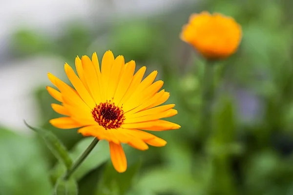 Fleur Marguerite Jaune Dans Jardin — Photo