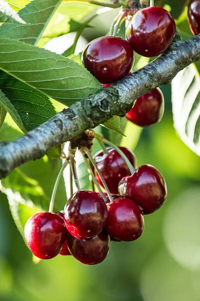 Cerises Douces Prunus Avium — Photo