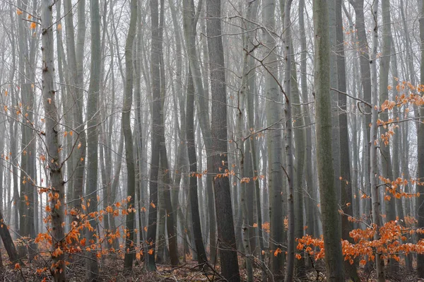 Mlhavý Bukový Les Listopadu — Stock fotografie