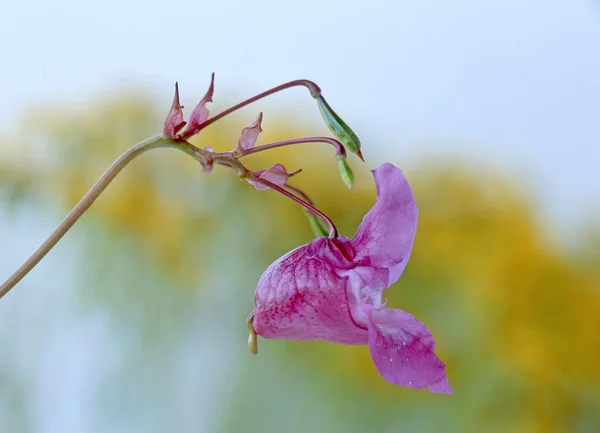 Balsamo Himalayano Imatiens Glandulifera Sulle Rive — Foto Stock