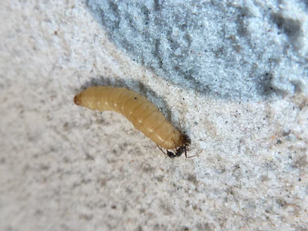 Μυρμήγκι Μπουσουλώντας Πάλη Επιβίωση Άμμος Μεγάλοι Εκστρατεία Επιβίωση Φαγητό Μικρό — Φωτογραφία Αρχείου