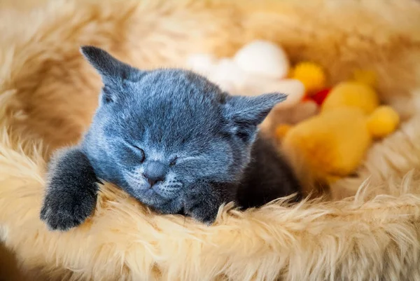 kitten sleeps in basket