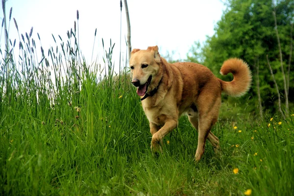 Pes Běžící Přes Louku — Stock fotografie