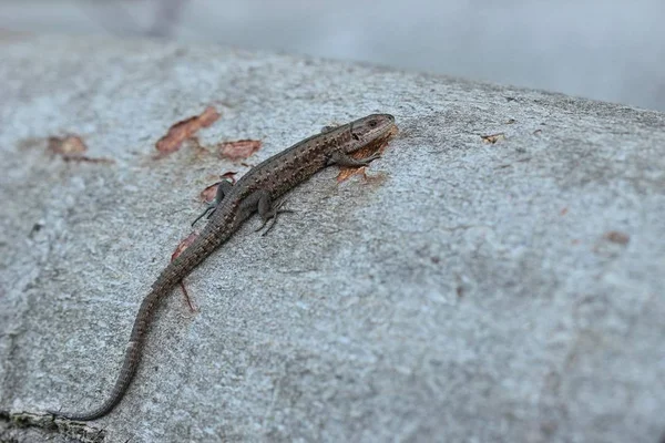 Lagarto Noz Jovem Zootoca Vivipara Tronco Árvore — Fotografia de Stock