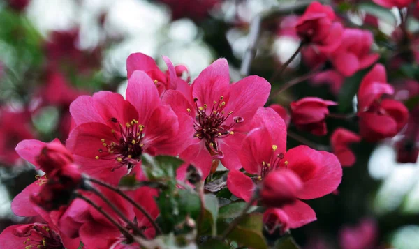 Flores Maçã Ornamentais Vermelhas — Fotografia de Stock
